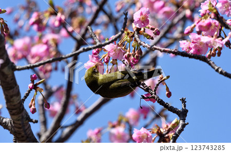 南知多聖崎河津桜とうぐいす 123743285