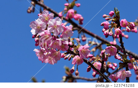 南知多聖崎河津桜とうぐいす 南知多聖崎河津桜とうぐいす 123743288