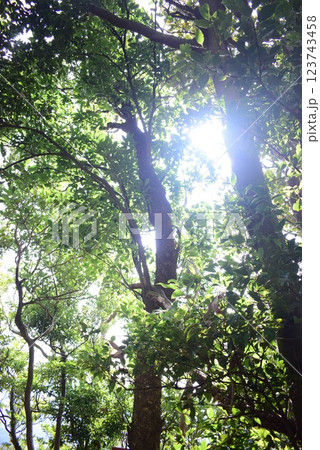 森の中から差し込む光 123743458