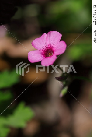 赤いイモカタバミのの花 赤いイモカタバミのの花 123743542