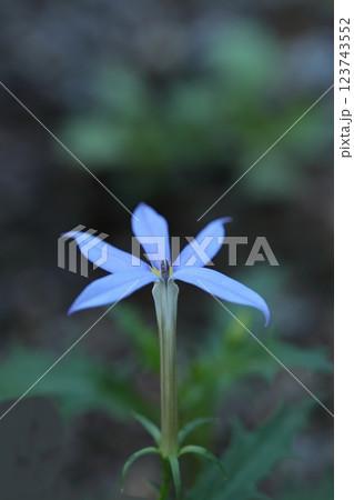 青いイソトマの花 123743552