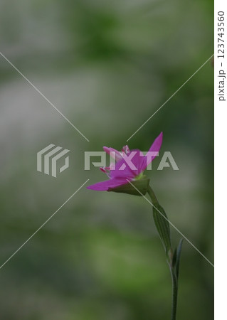 可憐な赤花夕化粧 可憐な赤花夕化粧 123743560