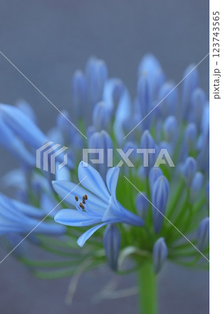 青いムラサキクンシランの花 青いムラサキクンシランの花 123743565