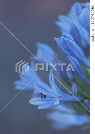 薄紫のアガパンサス 123743566