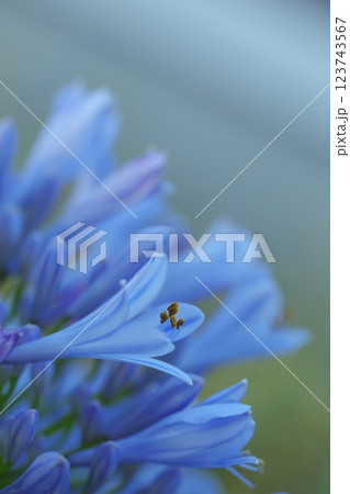 咲き誇るムラサキクンシラン 咲き誇るムラサキクンシラン 123743567