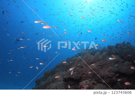 青い海と魚たち、テンジクダイ、キンギョハナダイ 青い海と魚たち、テンジクダイ、キンギョハナダイ 123743606