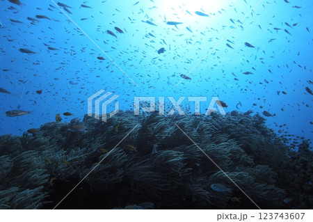 青い海と魚たち、テンジクダイ、キンギョハナダイ 123743607