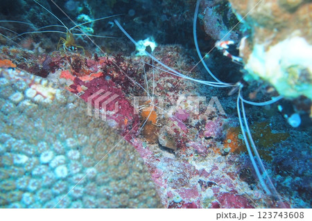珊瑚の隙間に潜むアカシマシラヒゲエビ 123743608