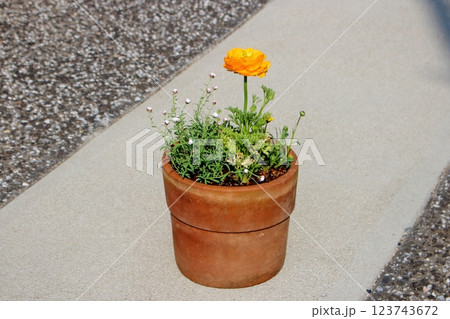 大輪ラナンキュラスの黄色い花 大輪ラナンキュラスの黄色い花 123743672