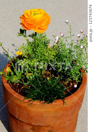 大輪ラナンキュラスの黄色い花 【縦位置】 123743674