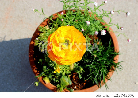 大輪ラナンキュラスの黄色い花 【クローズアップ】 123743676