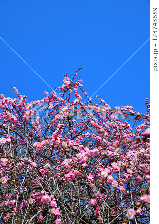 早春の訪れ 満開の枝垂れ紅梅 深谷市 早春の訪れ 満開の枝垂れ紅梅 深谷市 123743689