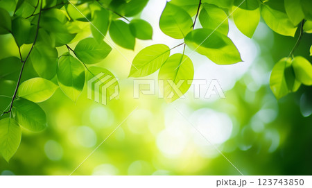 爽やかな新緑の木漏れ日背景希望はる新緑の頃 爽やかな新緑の木漏れ日背景希望はる新緑の頃 123743850