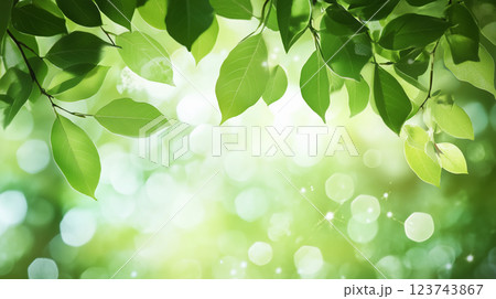 爽やかな新緑の木漏れ日背景希望はる新緑の頃 爽やかな新緑の木漏れ日背景希望はる新緑の頃 123743867