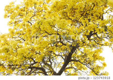 Golden Trumpet tree or Tabebuia chrysotricha cheerful blooming in natural park. Golden Trumpet tree or Tabebuia chrysotricha cheerful blooming in natural park. 123743918