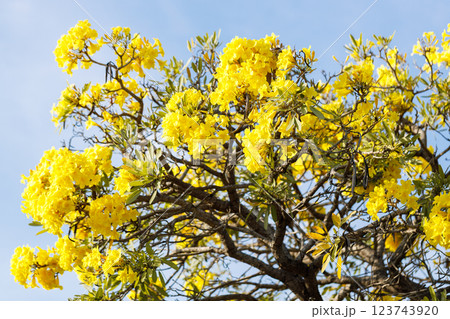 Golden Trumpet tree or Tabebuia chrysotricha cheerful blooming against blue sky. 123743920