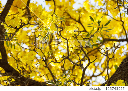 Golden Trumpet tree or Tabebuia chrysotricha cheerful blooming in natural park. Golden Trumpet tree or Tabebuia chrysotricha cheerful blooming in natural park. 123743925