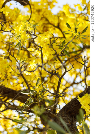 Golden Trumpet tree or Tabebuia chrysotricha cheerful blooming in natural park. Golden Trumpet tree or Tabebuia chrysotricha cheerful blooming in natural park. 123743926