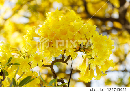 Golden Trumpet tree or Tabebuia chrysotricha cheerful blooming in natural park. Golden Trumpet tree or Tabebuia chrysotricha cheerful blooming in natural park. 123743931