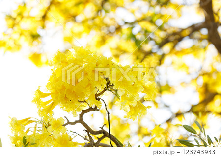 Golden Trumpet tree or Tabebuia chrysotricha cheerful blooming in natural park. Golden Trumpet tree or Tabebuia chrysotricha cheerful blooming in natural park. 123743933