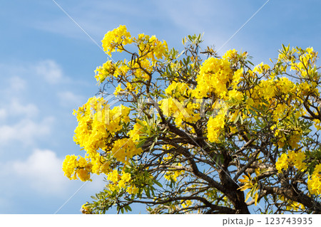 Golden Trumpet tree or Tabebuia chrysotricha cheerful blooming against blue sky. Golden Trumpet tree or Tabebuia chrysotricha cheerful blooming against blue sky. 123743935