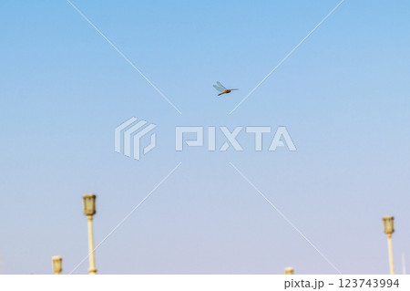 空を飛ぶ赤とんぼ 123743994