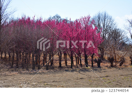 早春の訪れ　満開の紅梅　深谷市　　　　 123744054