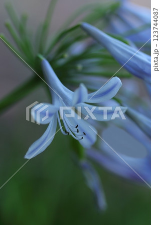 淡いブルーのアガパンサス 淡いブルーのアガパンサス 123744087