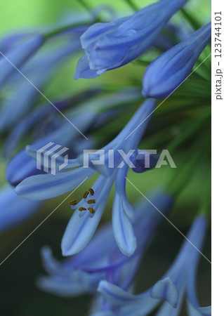青いアガパンサス 123744101