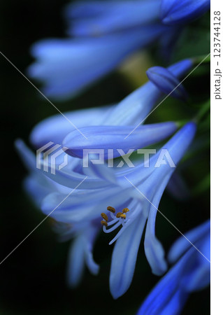 青いアガパンサス 青いアガパンサス 123744128