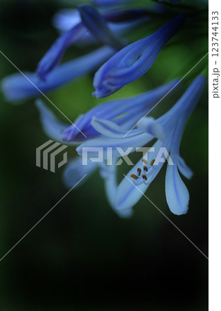 青いムラサキクンシランの花 123744133