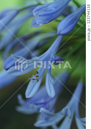 青いムラサキクンシランの花 青いムラサキクンシランの花 123744138