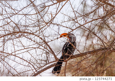 Southern Yellow billed horn bill 123744271