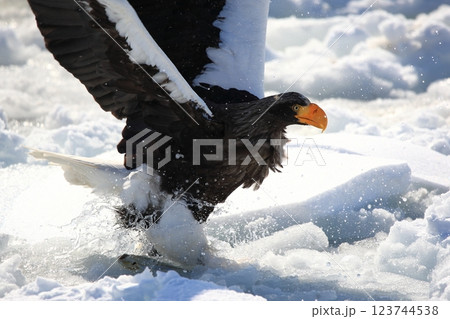 魚を捕るオオワシ 魚を捕るオオワシ 123744538