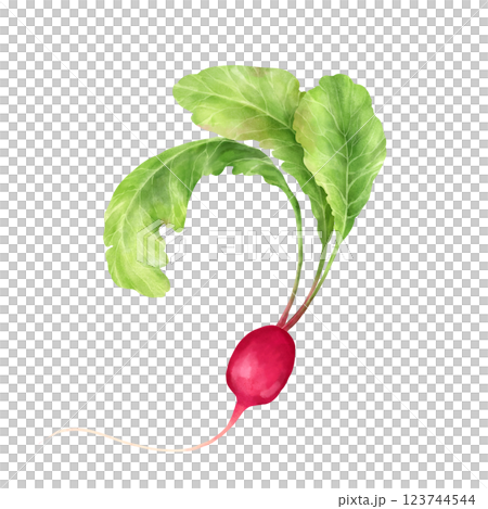 Hand-drawn radish with leaves, vegetable illustration. 123744544