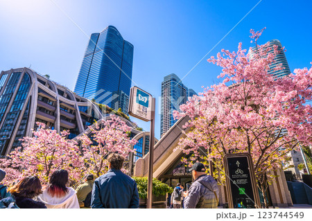 日本の東京都市景観 新時代へ…桜が…外国人観光客らで賑わう麻布台ヒルズなどを望む＝令和7年3月7日 123744549