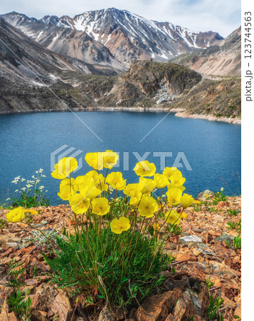 Bouquet of mountain poppies, natural vertical background. 123744563