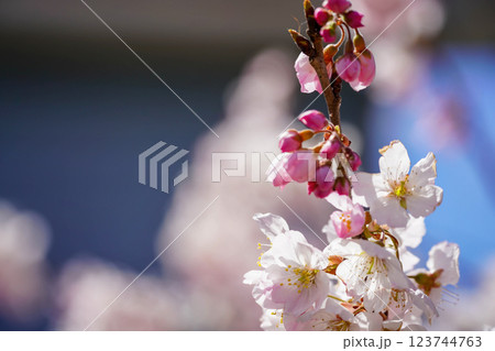 満開の春めき桜が彩る足柄の幸せ道：春爛漫の風景 123744763