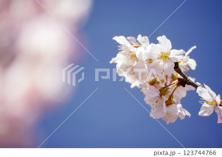 満開の春めき桜が彩る足柄の幸せ道:春爛漫の風景 満開の春めき桜が彩る足柄の幸せ道:春爛漫の風景 123744766