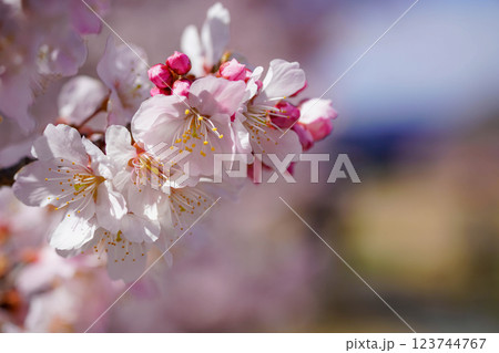 満開の春めき桜が彩る足柄の幸せ道:春爛漫の風景 満開の春めき桜が彩る足柄の幸せ道:春爛漫の風景 123744767