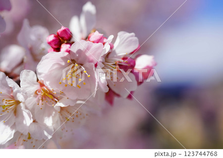 満開の春めき桜が彩る足柄の幸せ道:春爛漫の風景 満開の春めき桜が彩る足柄の幸せ道:春爛漫の風景 123744768