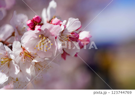 満開の春めき桜が彩る足柄の幸せ道：春爛漫の風景 123744769