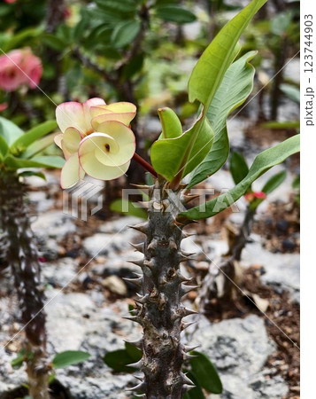 Luxury landscape design of the tropical garden Luxury landscape design of the tropical garden 123744903