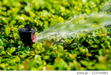 Luxury landscape design of the tropical garden. 123744962