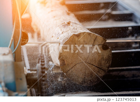 Modern sawmill. Industry sawing boards from logs 123745013