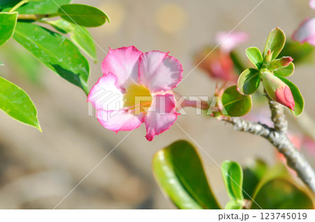 Desert rose, APOCYACEAE or Adenium obesum or Mock Azalea or Pinkbignonia or Impala lily or white and pink flower 123745019