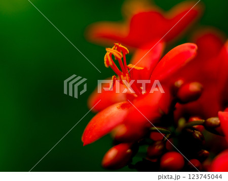 Abstract colored background close up. Macro flowers and petals Abstract colored background close up. Macro flowers and petals 123745044