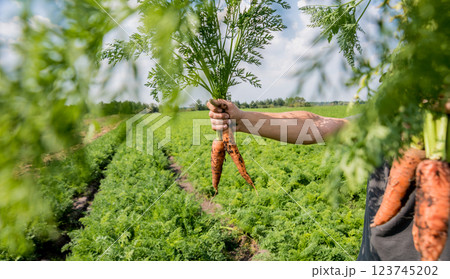 Growing organic carrots. Carrots in the hands of a farmer.  123745202