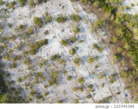 White samet or cajuput trees in wetlands forest at koh prathong island,Phang nga Thailand,Greenery botanic forest,Drone wide angle lens 123745395