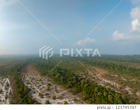 White samet or cajuput trees in wetlands forest at koh prathong island,Phang nga Thailand,Greenery botanic forest,Drone wide angle lens 123745397